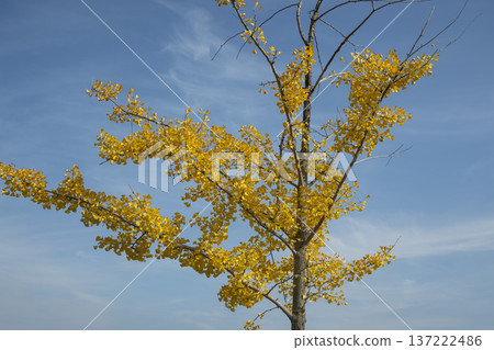 Han River bike path 137222486