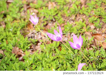 犬花藏紅花 犬花藏紅花 137222624