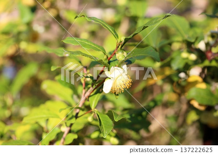 Tea tree flowers 137222625