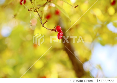 Vivid Cornus berries Vivid Cornus berries 137222628
