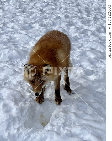 red fox walking in the snow red fox walking in the snow 137222633