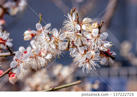 A close-up of a lovely plum blossom [Betula japonica, Rosaceae] 137222728