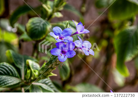 Rurihanagasa [Rurihanagasa], a beautiful purple color of the Acanthaceae family 137222730