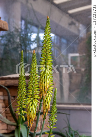 Aloe vera (Asphodelaceae) with many overlapping basal leaves Aloe vera (Asphodelaceae) with many overlapping basal leaves 137222732