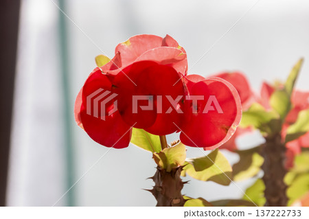 大戟屬植物（Euphorbia milii）的變種[花刺大戟]，其花序被美麗的苞片包裹。 137222733