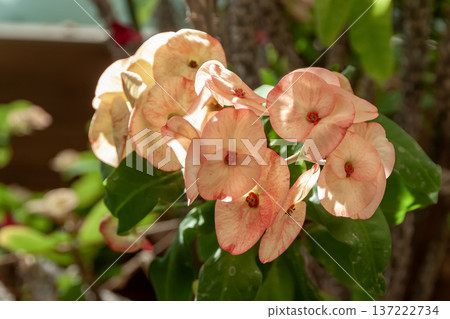 Various Euphorbia milii with beautiful bracts enclosing the inflorescence 137222734