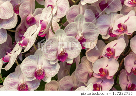 蝴蝶蘭作為背景素材 [蘭科植物] 137222735