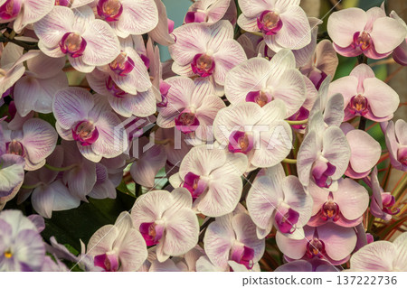 蝴蝶蘭作為背景素材 [蘭科植物] 137222736