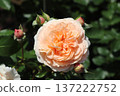 Igashira Park Rose Garden Sangerhauser Ubileum Rose 137222752