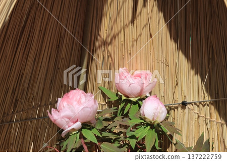 Peony flowers blooming in the sunshine Peony flowers blooming in the sunshine 137222759