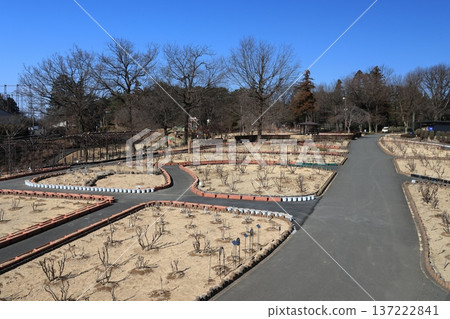 埼玉縣東松山市東松山牡丹園景色 137222841