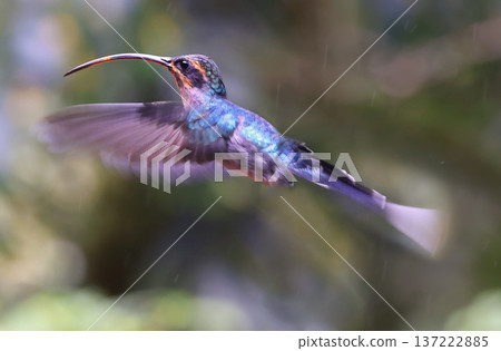 Green Hermit Hummingbird female flying in the forest, Costa Rica Green Hermit Hummingbird female flying in the forest, Costa Rica 137222885