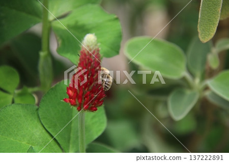 猩紅三葉草和蜜蜂 2 猩紅三葉草和蜜蜂 2 137222891