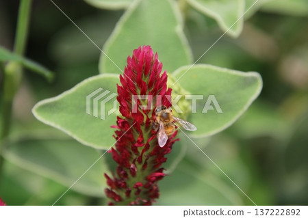 猩紅三葉草和蜜蜂 3 猩紅三葉草和蜜蜂 3 137222892