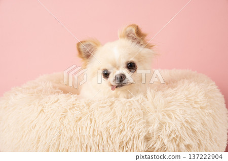 Coco the Chihuahua in bed with a pink bag Coco the Chihuahua in bed with a pink bag 137222904