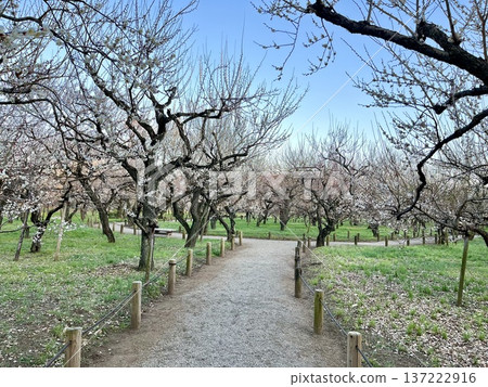 Kairakuen 137222916