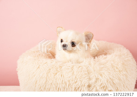 Coco the Chihuahua in bed with a pink bag 137222917