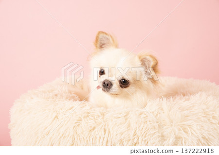 Coco the Chihuahua in bed with a pink bag 137222918