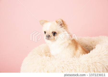 粉紅色包包和吉娃娃熊在床上 粉紅色包包和吉娃娃熊在床上 137223011