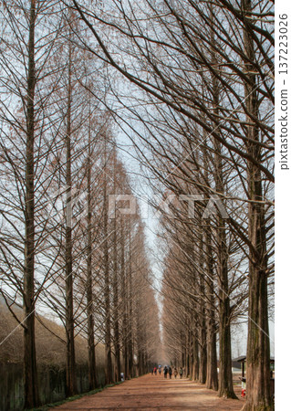 Symmetrical tree lined road with people walking in winter Symmetrical tree lined road with people walking in winter 137223026