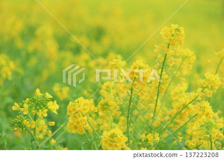 油菜花田裡的黃地毯 油菜花田裡的黃地毯 137223208