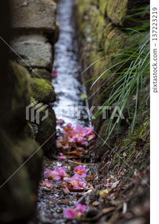鎌倉 26216 杉本寺 1 倒下的山茶花 鎌倉 26216 杉本寺 1 倒下的山茶花 137223219
