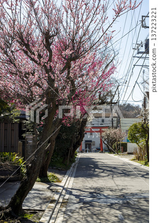 Kamakura 26221 Egara Tenjin Shrine 2 Plum 137223221