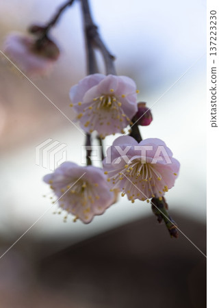 Kamakura 26219 Kaizoji Temple 2 Weeping Plum Blossoms Kamakura 26219 Kaizoji Temple 2 Weeping Plum Blossoms 137223230