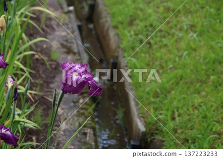 Purple iris 1 Purple iris 1 137223233