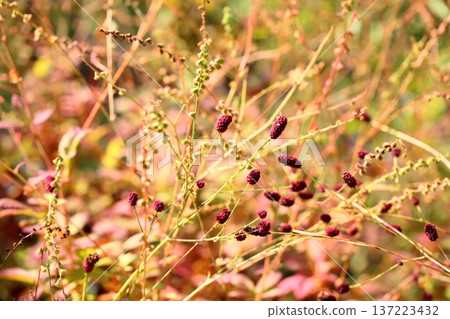 咬一口的花 137223432