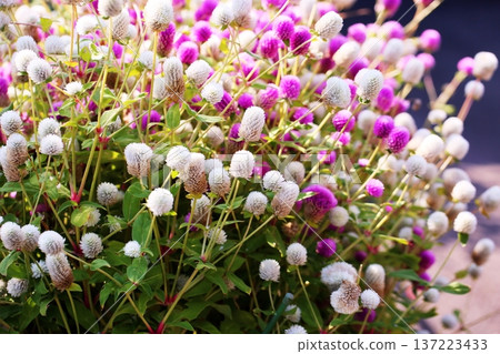 清新的環球旅行者花朵 137223433