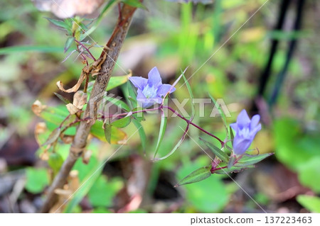 Refreshing gentian flowers 137223463