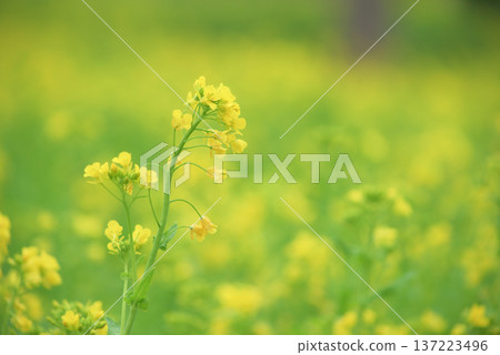 Green background material Green background material 137223496