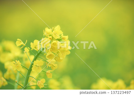 Green background material Green background material 137223497