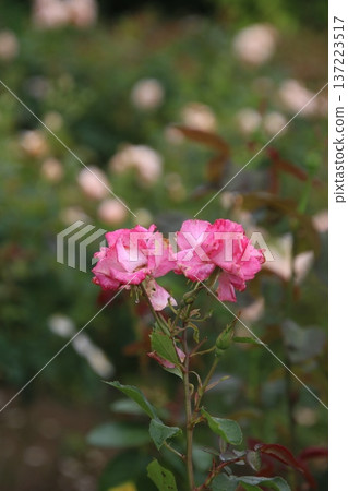Rose Labian Rose 137223517