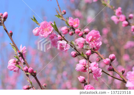  Peach blossoms 137223518