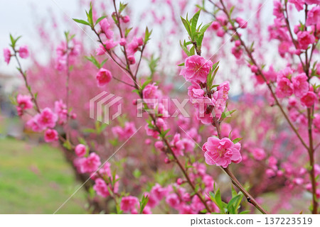 Peach blossoms Peach blossoms 137223519