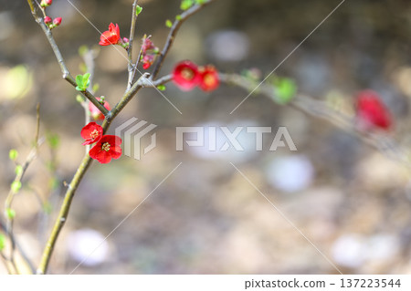 日本木瓜花,紅色,春三月 日本木瓜花,紅色,春三月 137223544