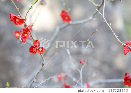 日本木瓜花，紅色，春日二月 137223553