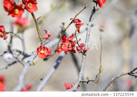 日本木瓜花，紅色，春三月 137223554
