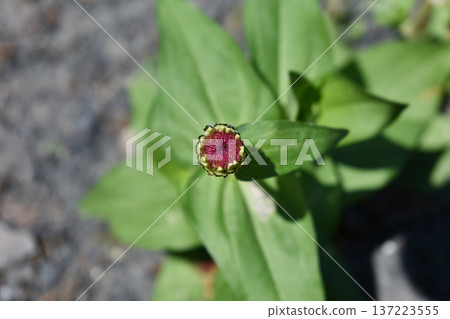 Hymnophorae的芽 137223555