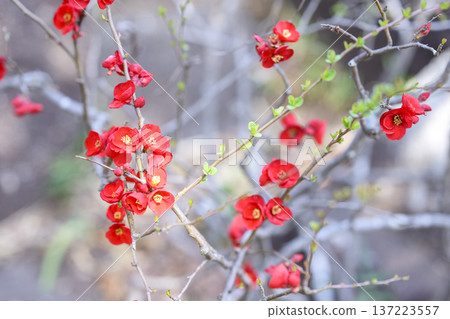 Japanese quince flower red spring February Japanese quince flower red spring February 137223557