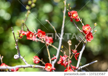 Japanese quince flower red spring March 137223567