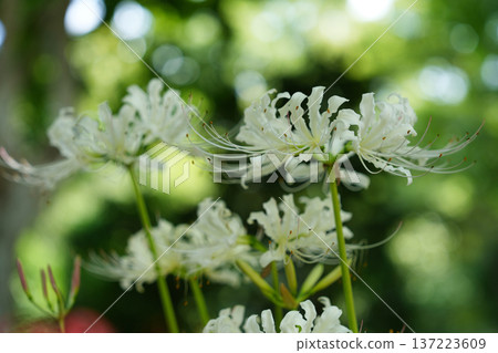 White spider lilies shining in the autumn light White spider lilies shining in the autumn light 137223609