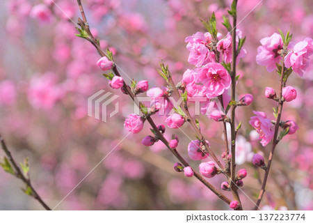  桃花 137223774