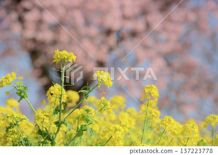 Rape blossoms and Oshima cherry blossoms Rape blossoms and Oshima cherry blossoms 137223778