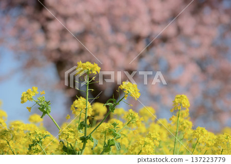 Rape blossoms and Oshima cherry blossoms Rape blossoms and Oshima cherry blossoms 137223779