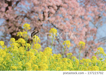 Rape blossoms and Oshima cherry blossoms 137223782