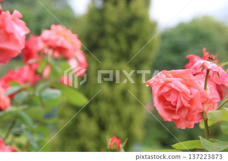 Rose Hymn 13 Rose Hymn 13 137223873