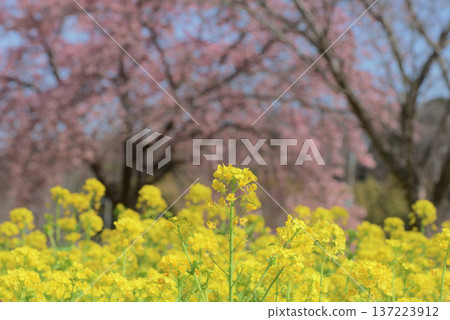 油菜花和大島櫻花 油菜花和大島櫻花 137223912
